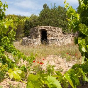 MINERVOIS près de Villeneuve Minervois – AUDE