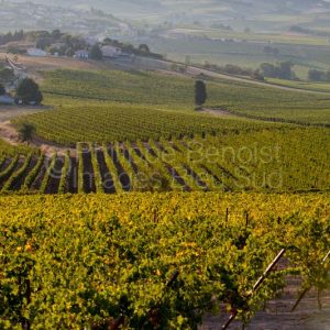 Vignoble AOC LIMOUX près de Limoux- Aude