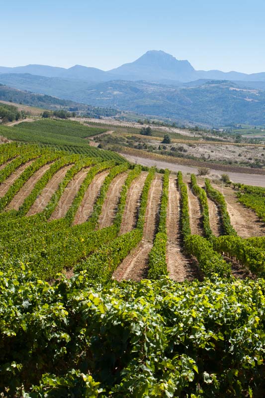 Vignoble en Haute Vallée de l’Aude, près de Conilhac la Montgn – Image 2